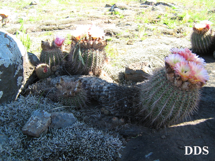 Parodia mueller-melchersii