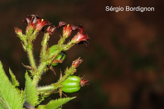 Jatropha isabellei