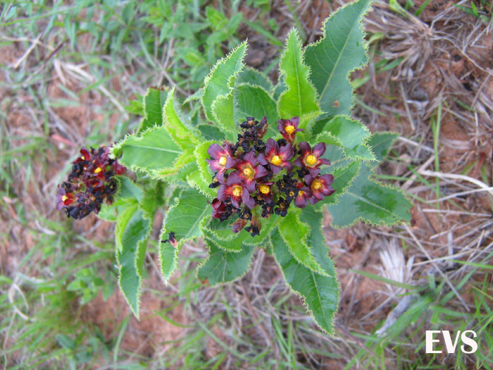 Jatropha isabellei