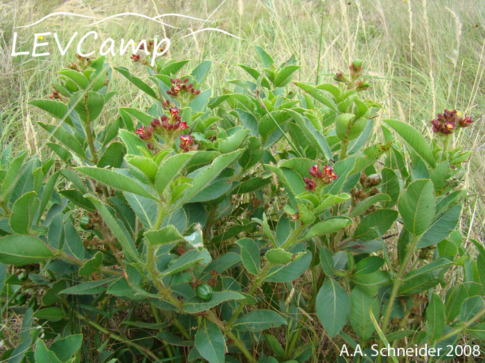 Jatropha isabellei