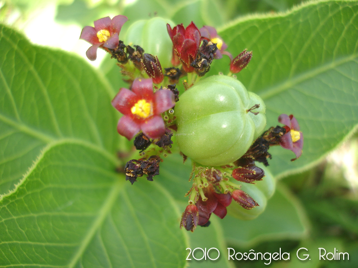 Jatropha isabellei