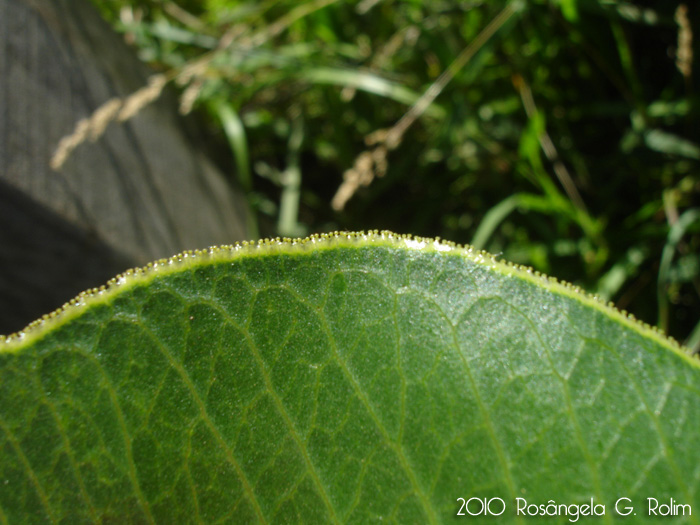 Jatropha isabellei