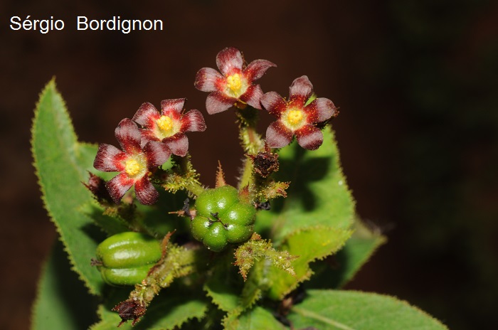 Jatropha isabellei