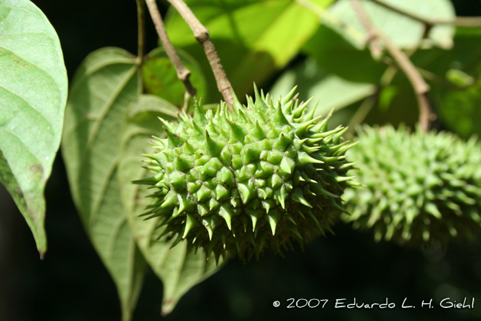 Byttneria catalpifolia