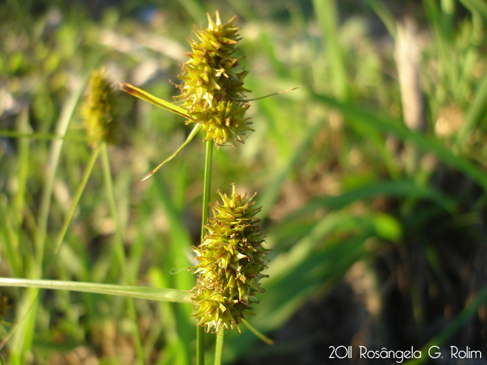 Carex sororia