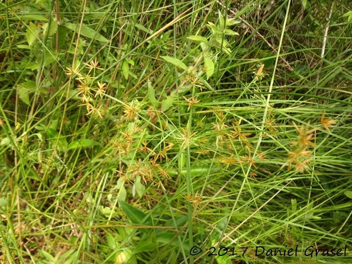 Cyperus haspan