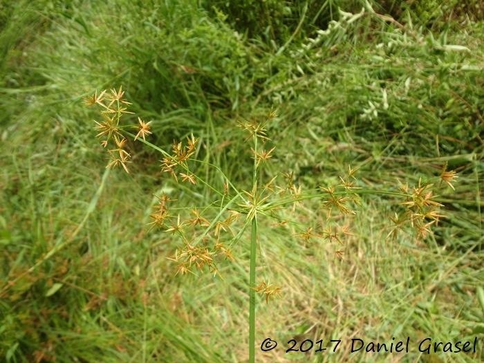 Cyperus haspan