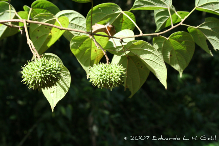 Byttneria catalpifolia