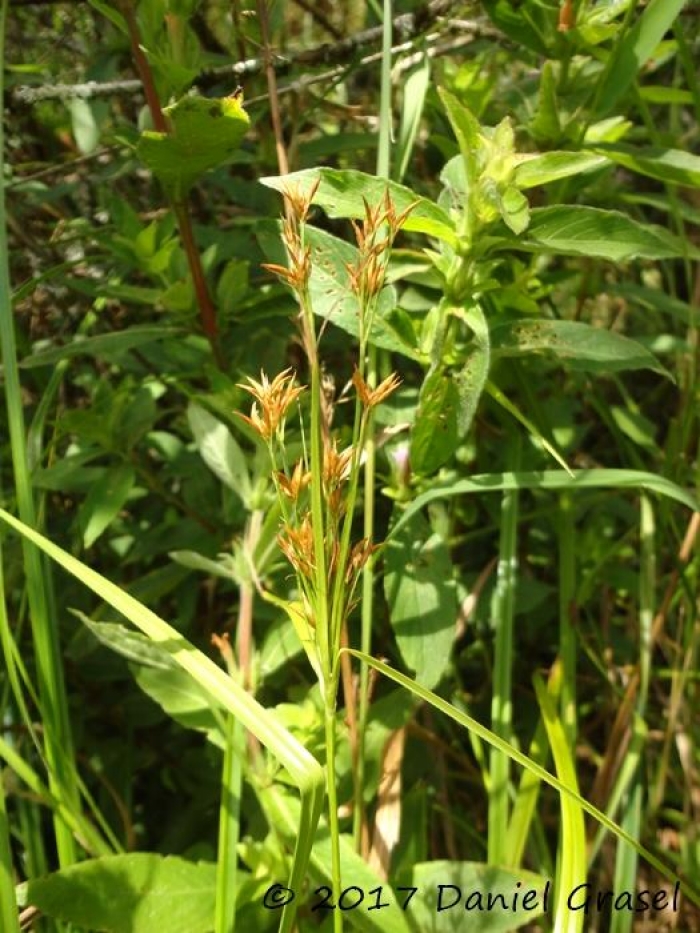 Rhynchospora asperula