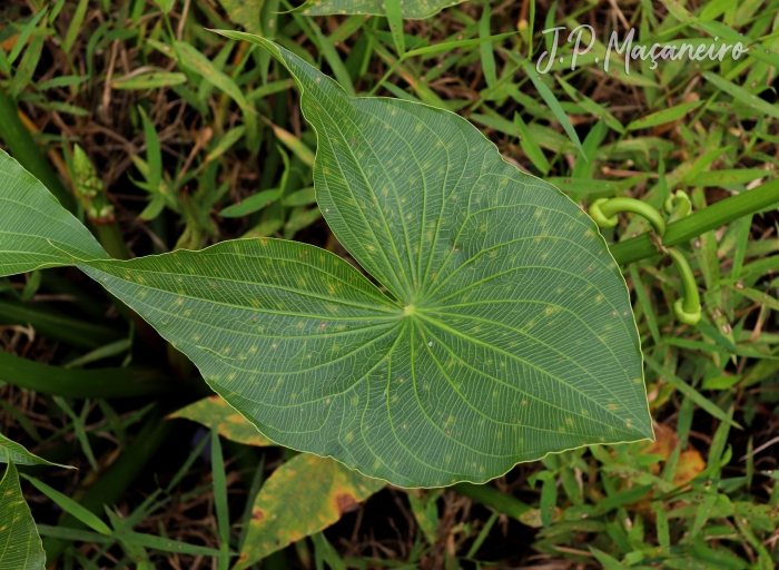 Sagittaria montevidensis