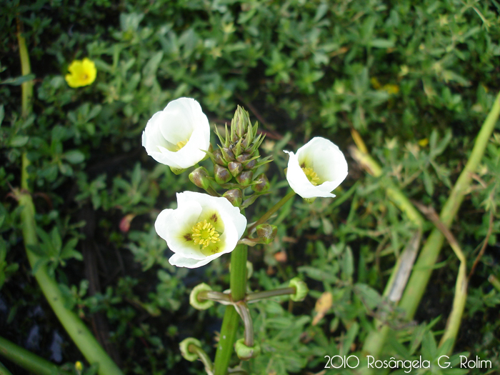 Sagittaria montevidensis