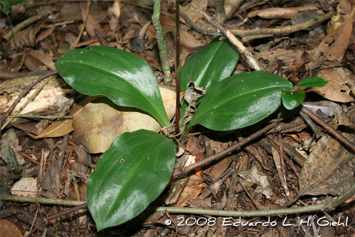 Mesadenella cuspidata