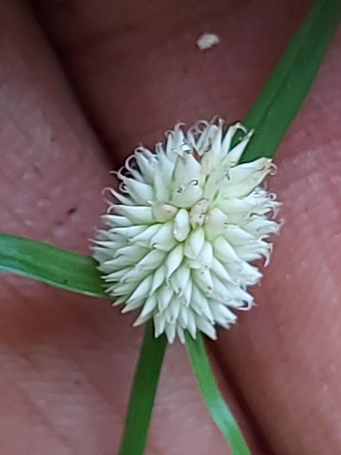 Cyperus sesquiflorus