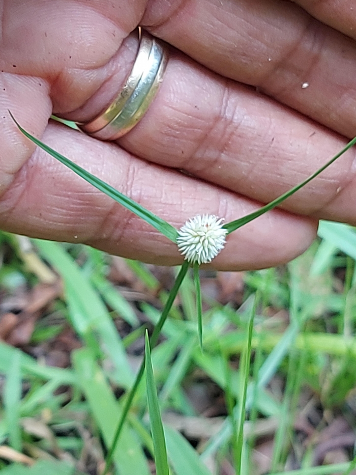 Cyperus sesquiflorus