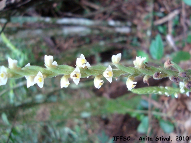 Mesadenella cuspidata