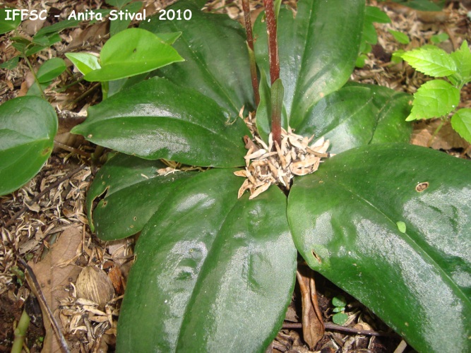 Mesadenella cuspidata