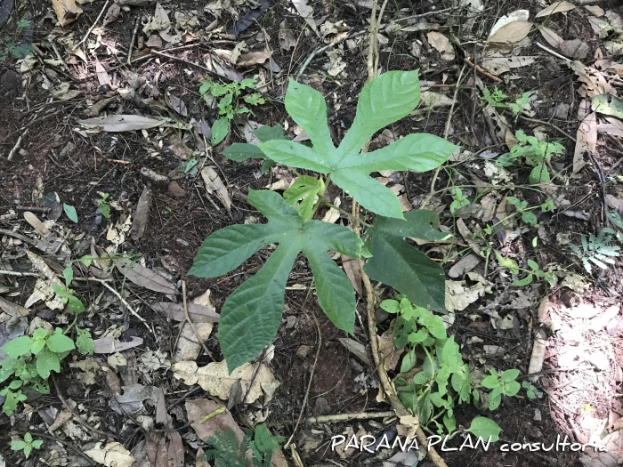 Cecropia pachystachya