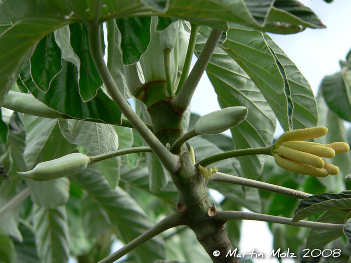 Cecropia pachystachya