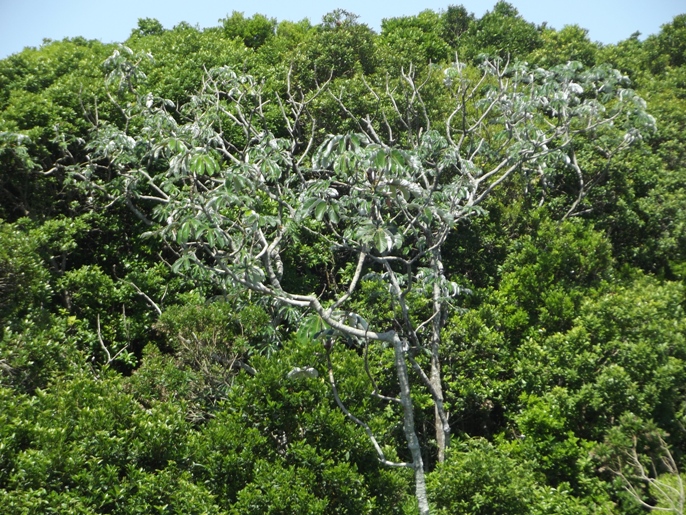 Cecropia pachystachya