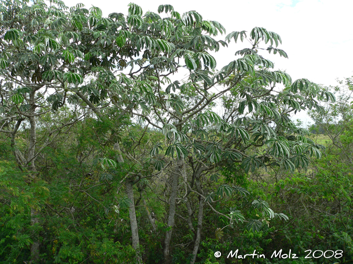 Cecropia pachystachya