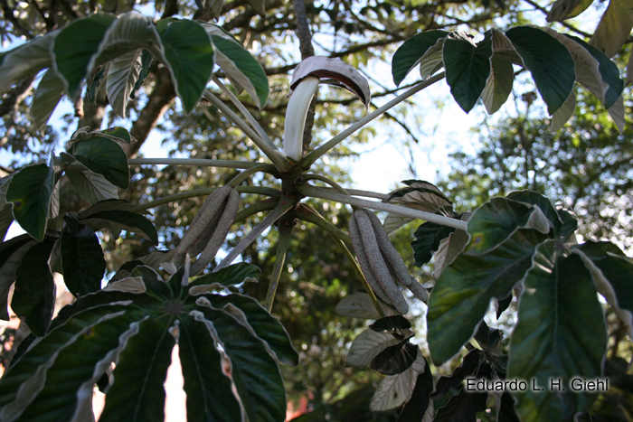 Cecropia pachystachya