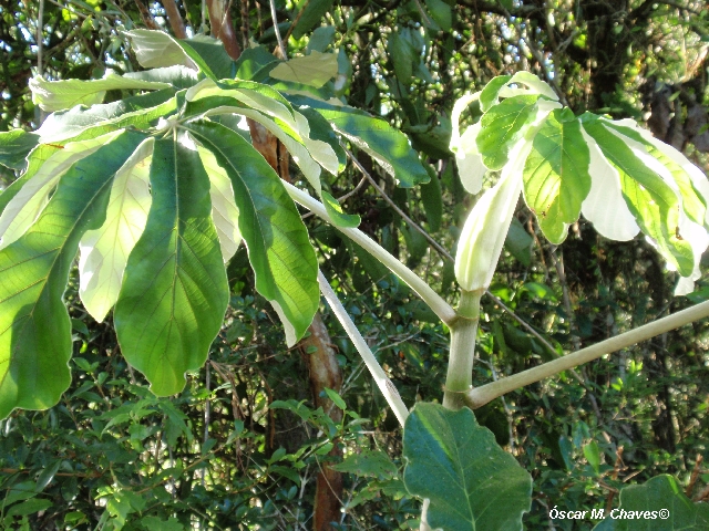 Cecropia pachystachya