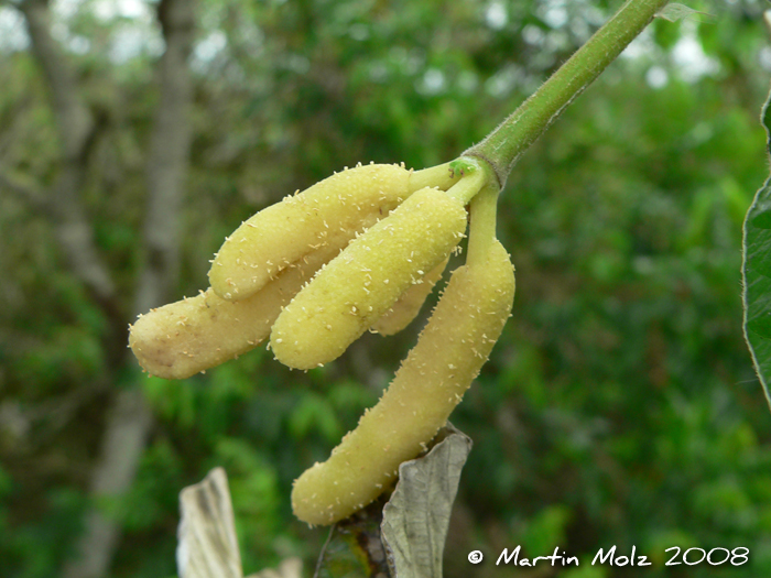 Cecropia pachystachya