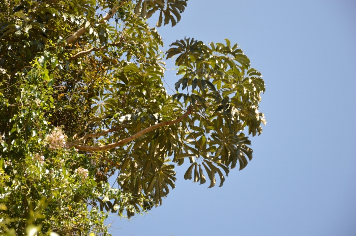 Cecropia pachystachya