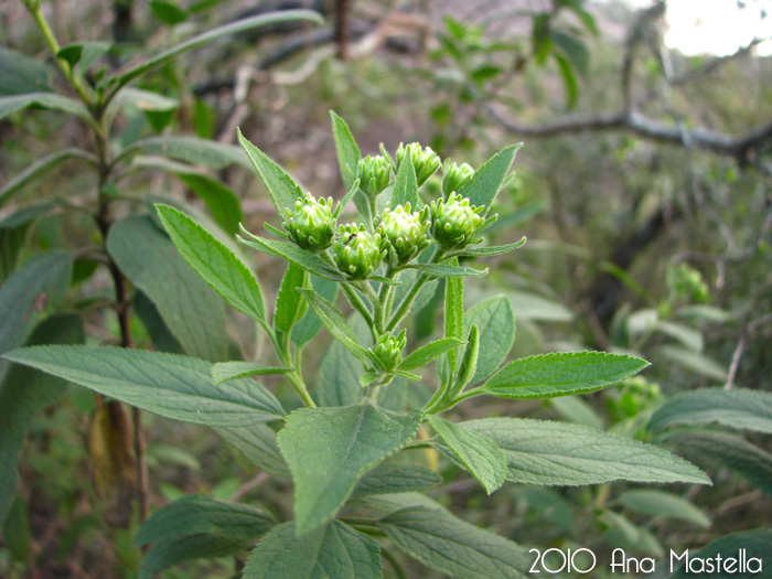 Radlkoferotoma cistifolium