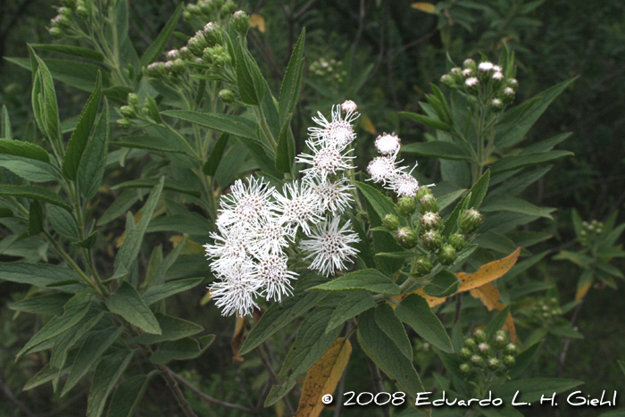 Radlkoferotoma cistifolium