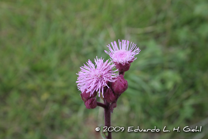 Eupatorium macrocephalum