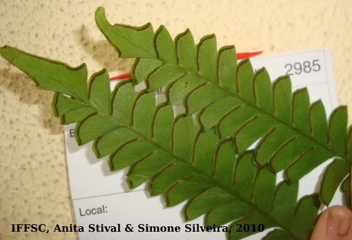 Lindsae lancea