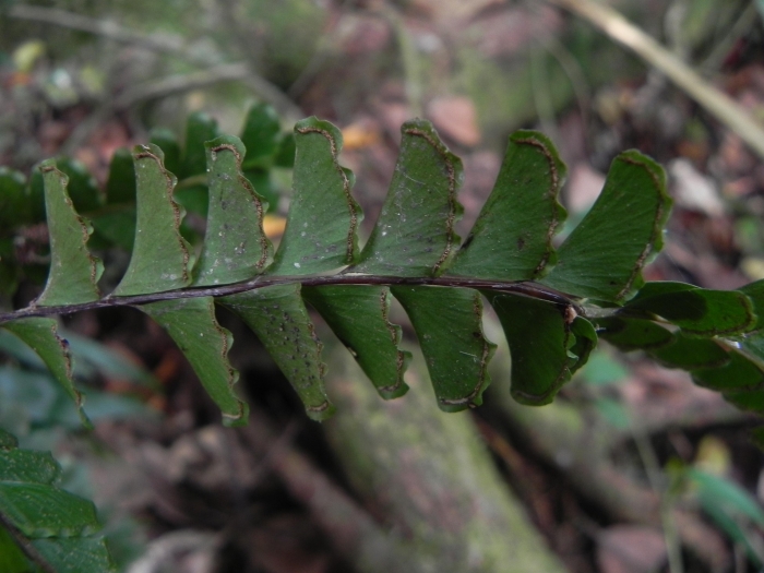 Lindsaea quadrangularis