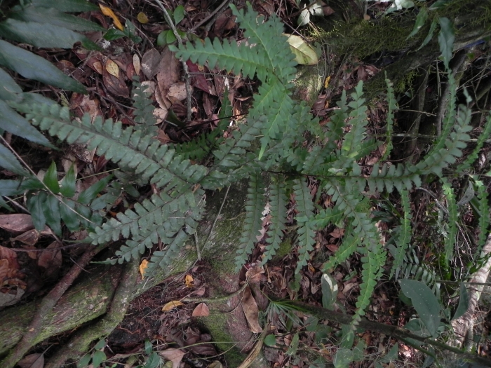 Lindsaea quadrangularis