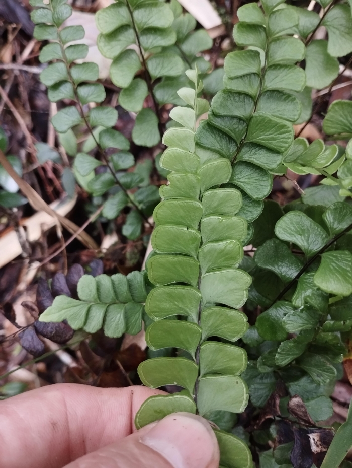 Lindsaea botrychioides