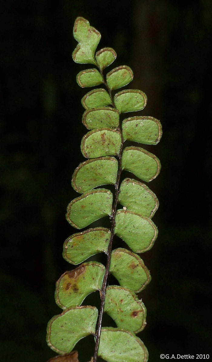 Lindsaea botrychioides