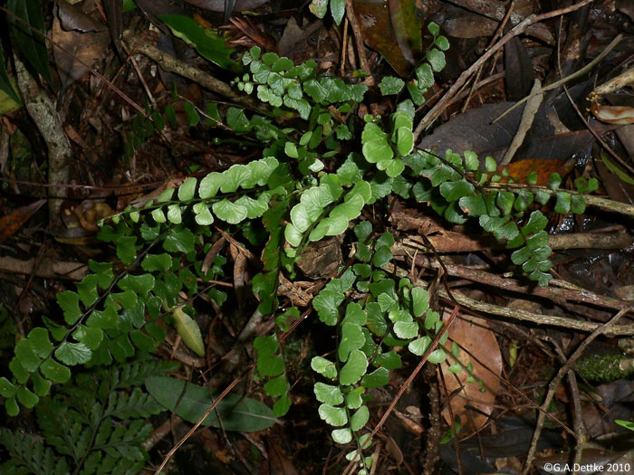 Lindsaea botrychioides