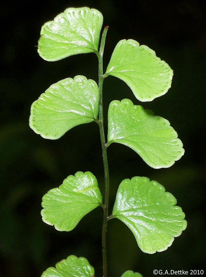 Lindsaea botrychioides