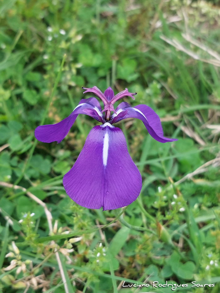 Herbertia pulchella