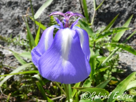 Herbertia pulchella