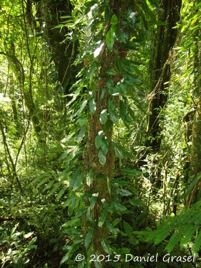Philodendron missionum
