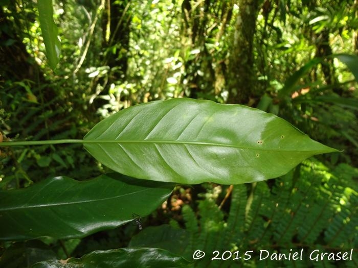 Philodendron missionum