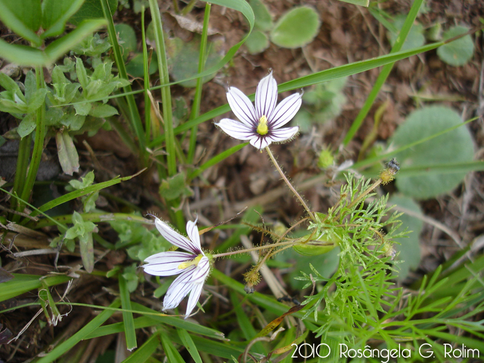 Sisyrinchium sellowianum