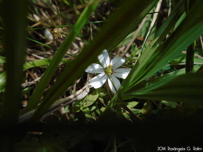 Sisyrinchium sellowianum