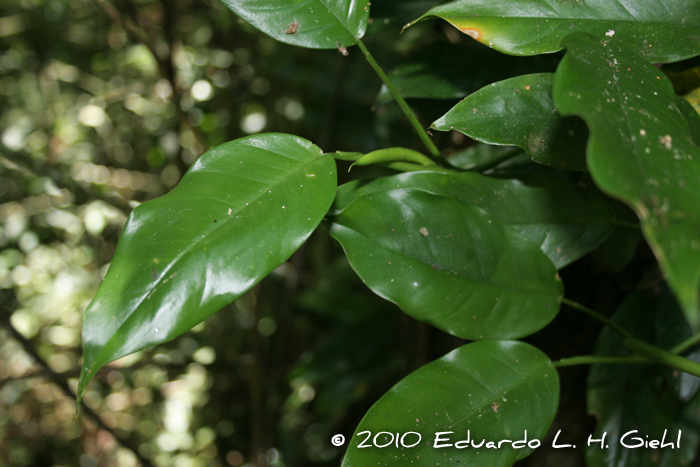 Philodendron missionum