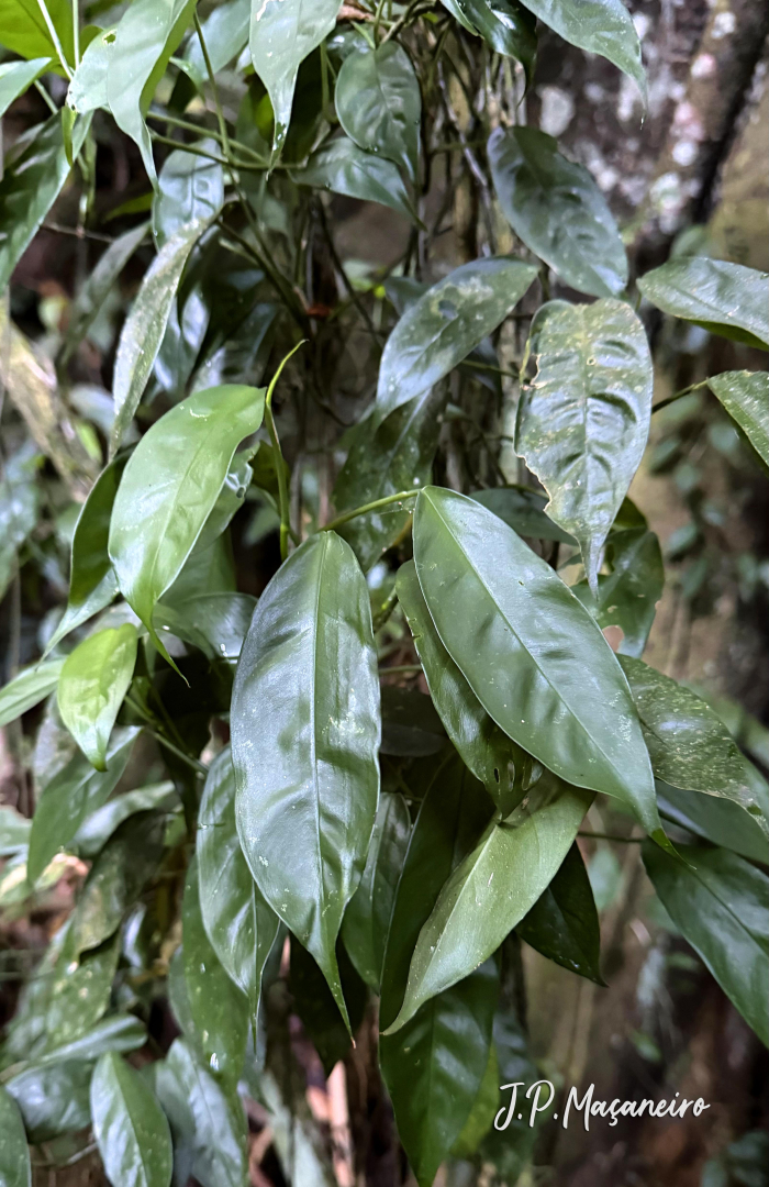 Philodendron missionum