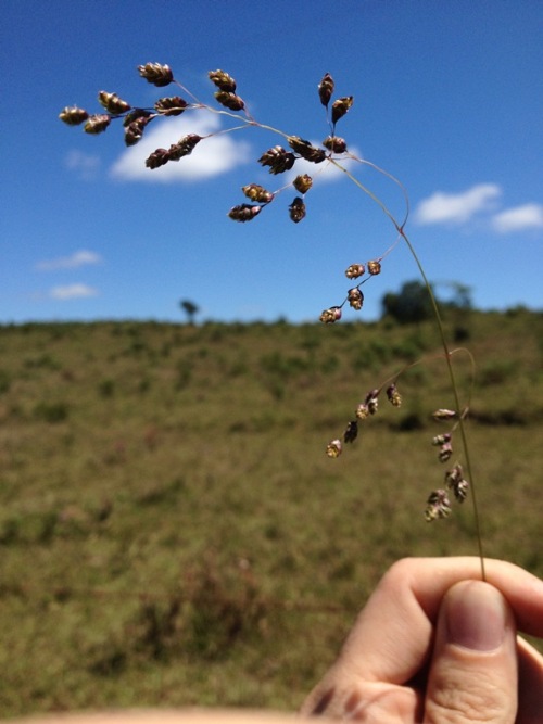 Chascolytrum lamarckianum