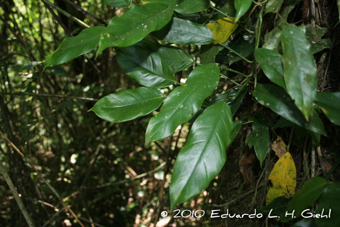 Philodendron missionum