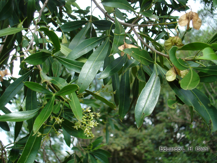 Helietta apiculata