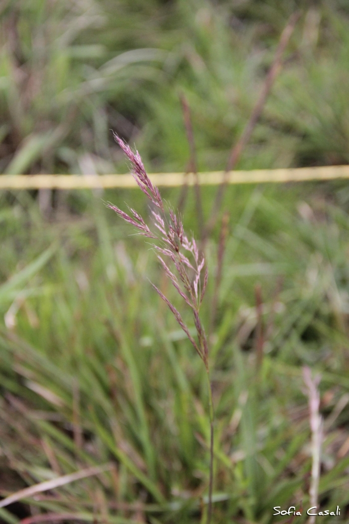 Calamagrostis viridiflavescens